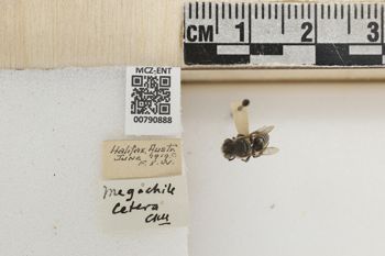 Media type: image;   Entomology 790888 Aspect: Labels